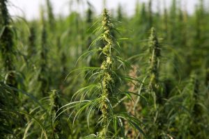 CBD effetti collaterali