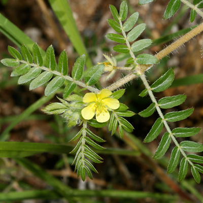 Tribulus terrestris è una naturale soluzione per preservare una ottima salute