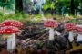 L’Amanita muscaria è una specie di fungo della famiglia delle Amanitaceae